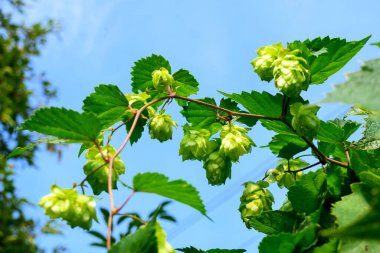 hop cones with green foliage against the blue sky