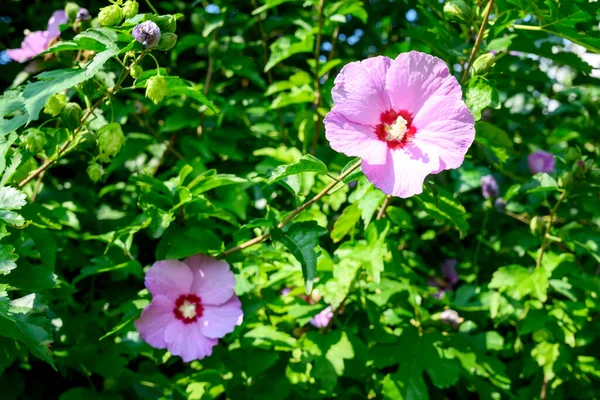 Hawaiian hibiscus mallow violet pink color on a background of green leaves