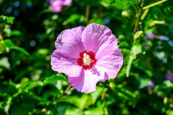 Hawaiian hibiscus mallow violet pink color on a background of green leaves