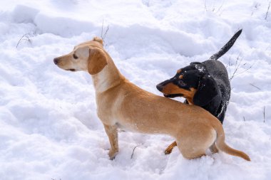 dogs play and run in the snow in winter
