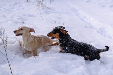dogs play and run in the snow in winter