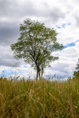 acacia tree lonely in the middle of a field of dry grass against a sky with clouds on a clear day
