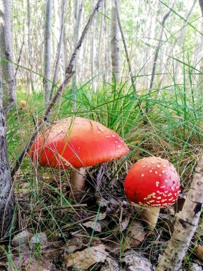 Sonbahar ormanında yenilebilir sinek mantarı değil.