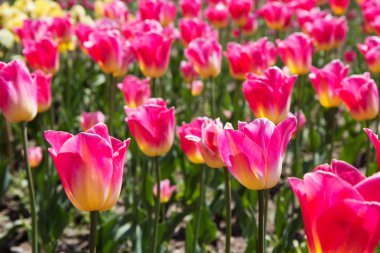 Güzel sarışın kız sonbahar Park