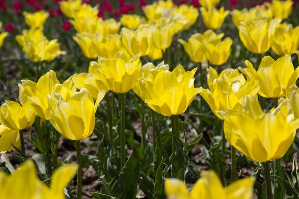 Schöne blonde Mädchen im Herbst Park — Stockfoto