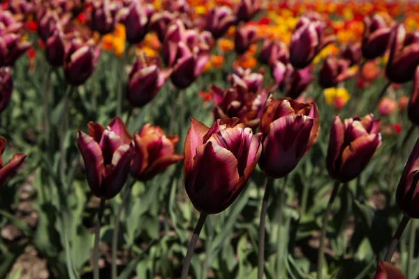 Güzel sarışın kız sonbahar Park — Stok fotoğraf