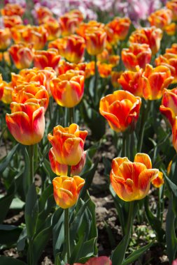 Güzel sarışın kız sonbahar kıyafetlerini giyiyor