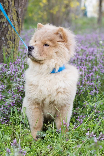 Chow-Chow hond — Stockfoto