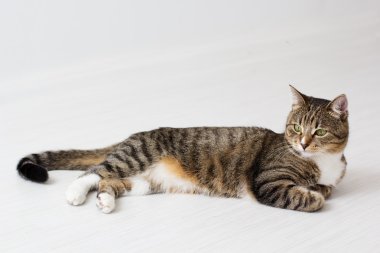 güzel kedi beyaz zemin üzerine izole.
