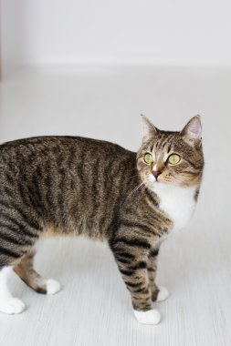 güzel kedi beyaz zemin üzerine izole.