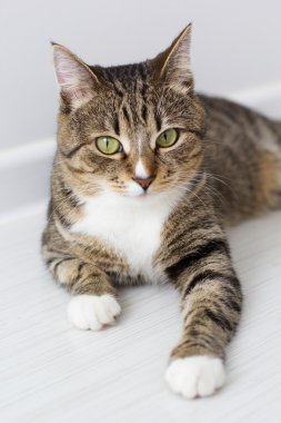 güzel kedi beyaz zemin üzerine izole.