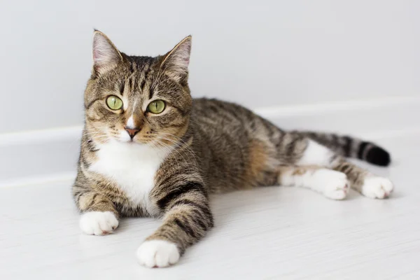 Schöne Katze isoliert auf weißem Hintergrund. — Stockfoto