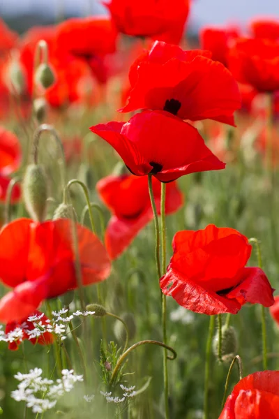 Joli champ de fleurs de pavot rouge — Photo