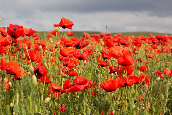 Ładne pole czerwone kwiaty maku — Zdjęcie stockowe