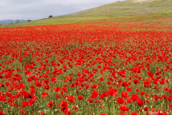 Nice field of red poppy flowers — Stock Photo, Image