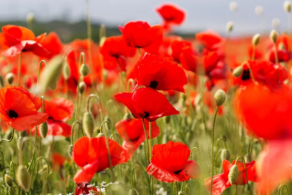 Nice bidang bunga poppy merah — Stok Foto