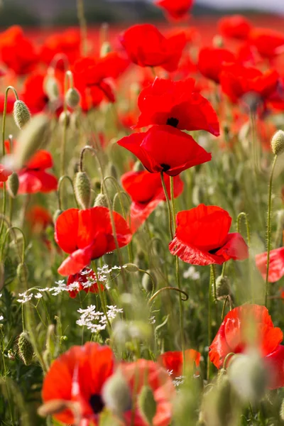 Nice field of red poppy flowers — Stock Photo, Image