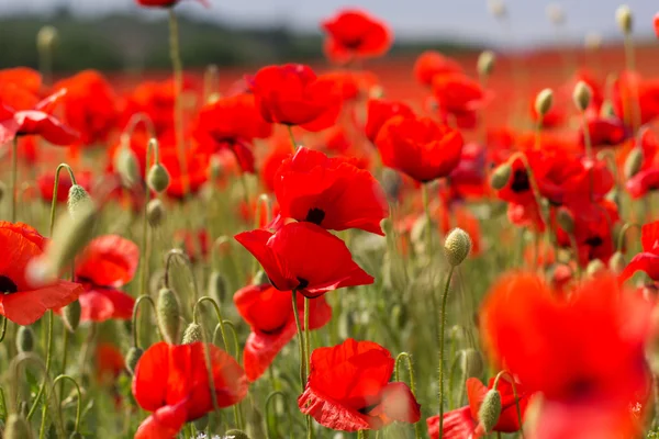 Bonito campo de flores de amapola roja —  Fotos de Stock