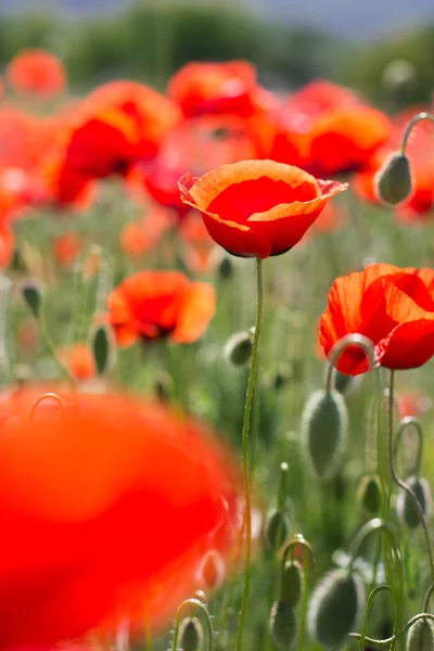 Nice bidang bunga poppy merah — Stok Foto