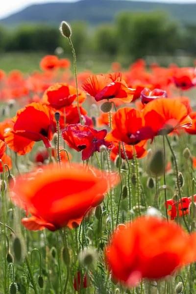 Bonito campo de flores de amapola roja —  Fotos de Stock