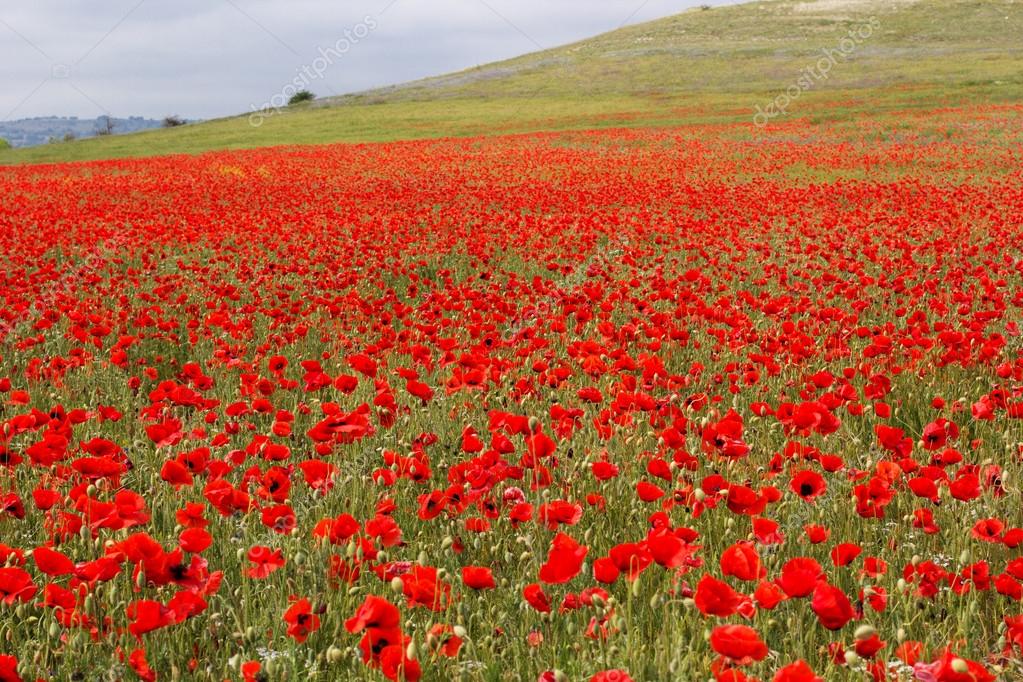 campo de amapolas rojas