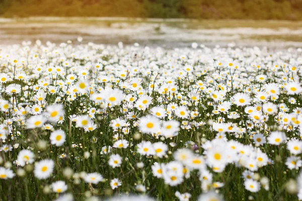 Big field of daisy flowers — Stock Photo, Image