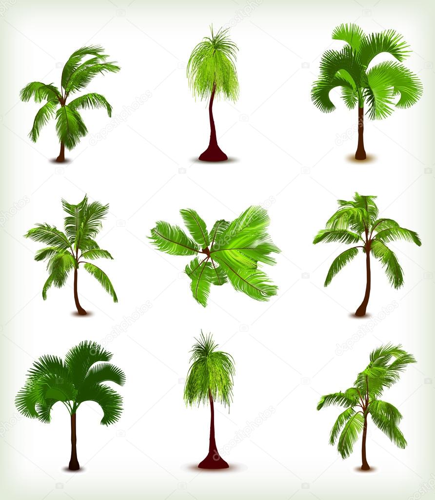 Set of various palm trees. Vector illustration — Stock Vector © emaria