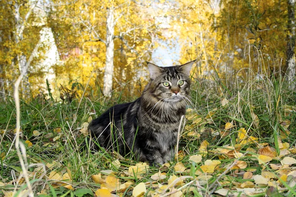 Maine coon cat in the forest in autumn
