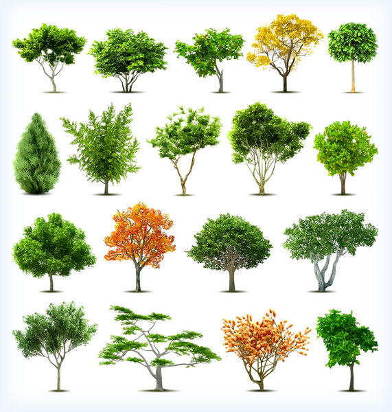 Set of trees isolated. Vector