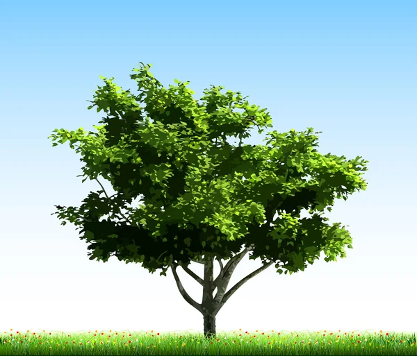 Green tree on grass. Vector Royalty Free Stock Vectors