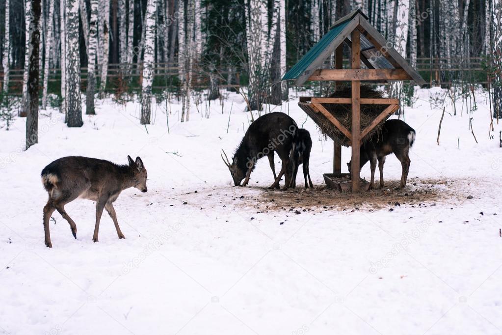 Rehe fressen im Wald Stockfotografie lizenzfreie Fotos
