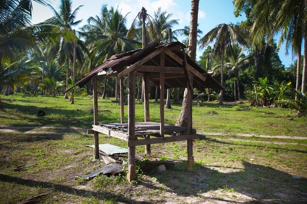 Hut  in the jungle with palm trees