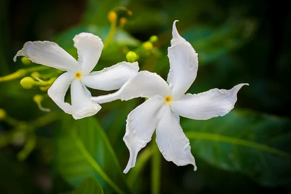 White flowers