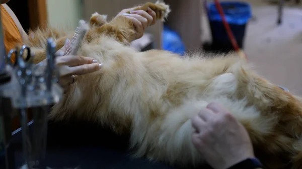 Grooming a Maine Coon cat in the salon for animals. Doctor women scratches the fur of a cat with a comb.