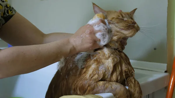 Woman washing Maine Coon cat in grooming salon. Cat bathing. Care of the pets.