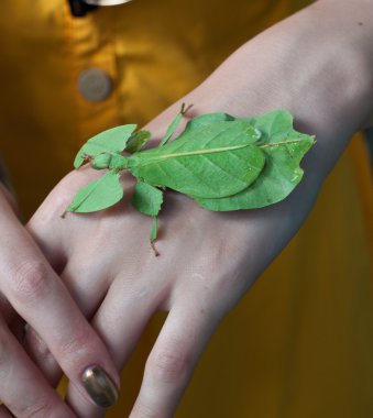 leaf insect clipart