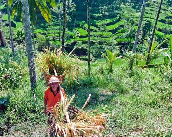 Pirinç çiftçi — Stok fotoğraf