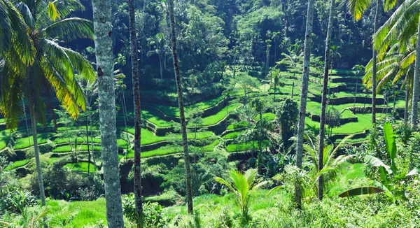 Terrace rice fields — Stock Photo, Image