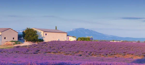 Valensole.Provence — Stock Photo, Image