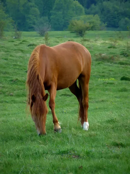 Cavalo — Fotografia de Stock