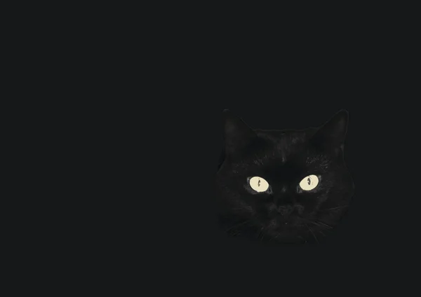검은 고양이 — 스톡 벡터