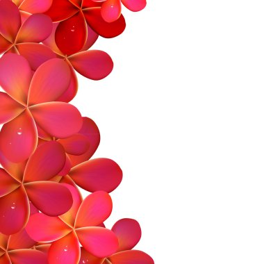 pembe frangipani çerçeve