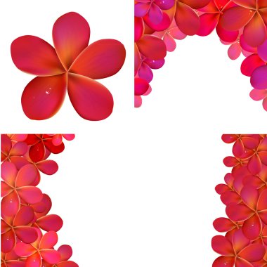 pembe frangipani set tasarımı için