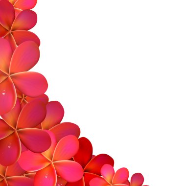 su damlaları ile Frangipani çerçeve