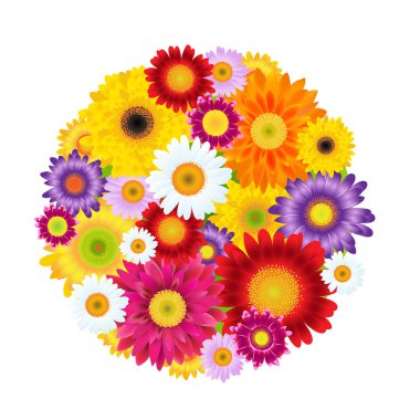 renkli Gerber'ler çiçek topu