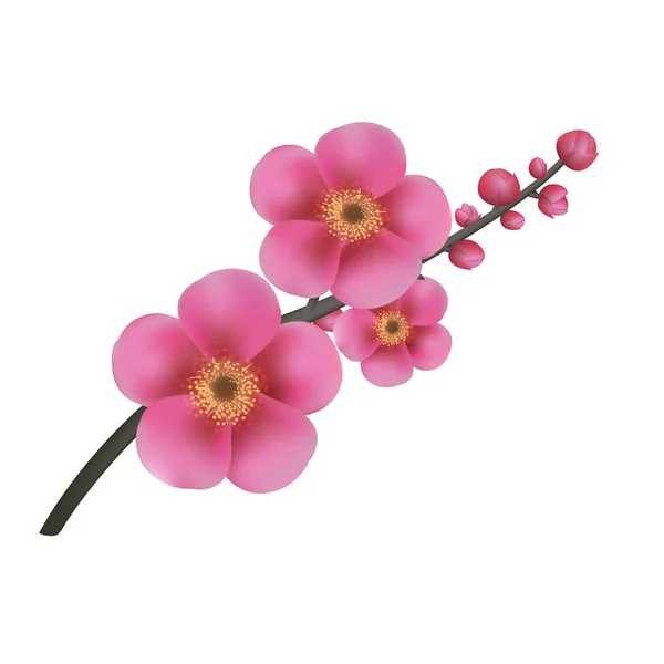 Sakura virágokat — Stock Vector