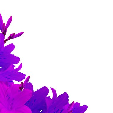 Menekşe zambakları