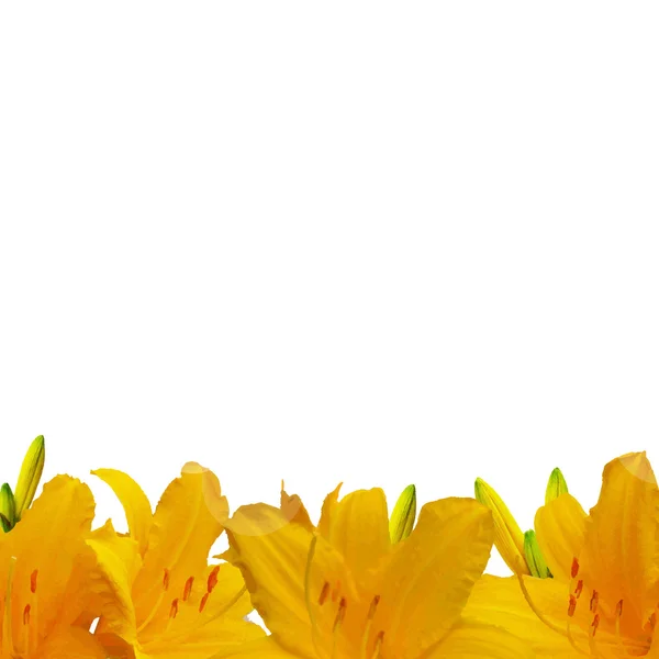 黄色百合花边框 — 图库矢量图片
