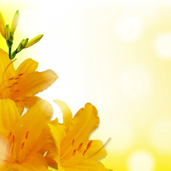 Yellow Lilies — Stock Vector
