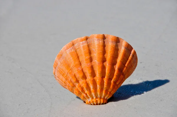 SeaShell on the Beach — Stock Photo, Image